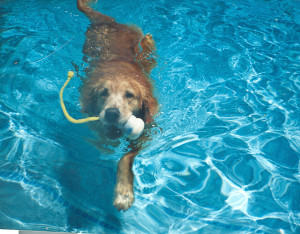 Holly Swimming