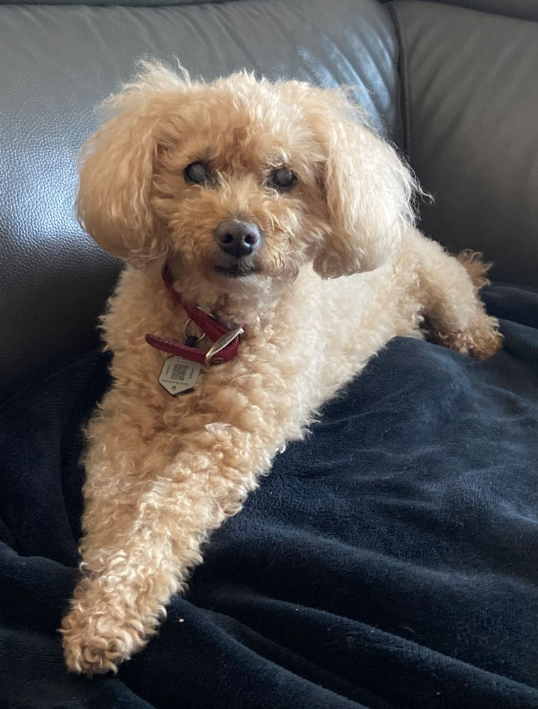 Brown poodle named Alice sitting on a couch cushion . 