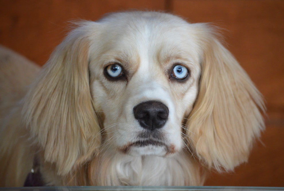 Small dog, named Bailey, with blue eyes, looking into the camera.
