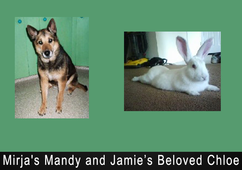 A brown dog sitting and a white rabbit laying on the floor.