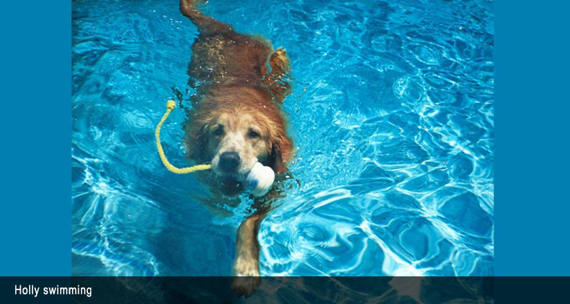 Dog swimming in the pool with a dog toy in her mouth.