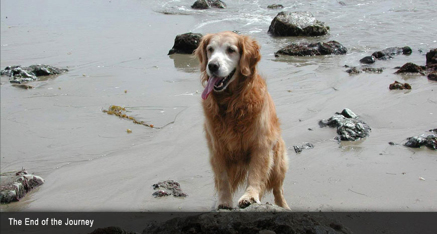 Holly the Golden Retriever at the beach.