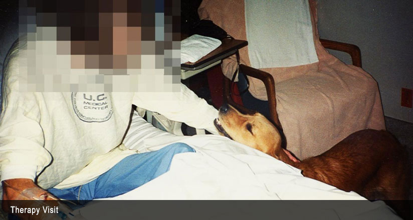 Holly the dog looking up at a patient in a hospital bed.